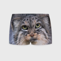 Мужские трусы 3D Дикий кот манул - глаза