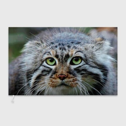Флаг 3D Кошка породы манул