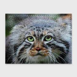 Обложка для студенческого билета Кошка породы манул