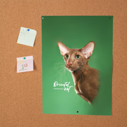Постер Кошка ориентал - фото 2