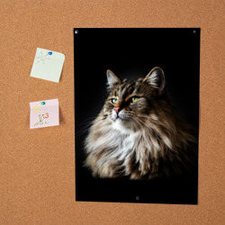 Постер Кот породы мейн-кун - фото 2