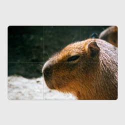 Магнитный плакат 3Х2 Невероятная капибара-модель