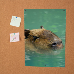 Постер Капибара под водой - фото 2