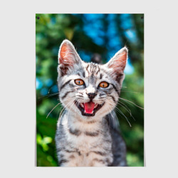 Постер Мяукающий котёнок породы британская полосатая