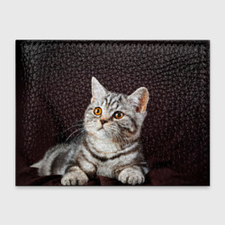 Обложка для студенческого билета Задумчивый котёнок британской полосатой