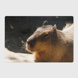 Магнитный плакат 3Х2 Капибара спит