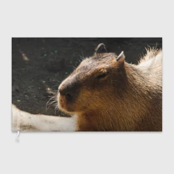 Флаг 3D Капибара спит
