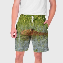 Мужские шорты 3D Капибара плывёт