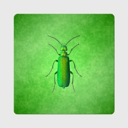 Магнит виниловый Квадрат Lytta vesicatoria - тип 2