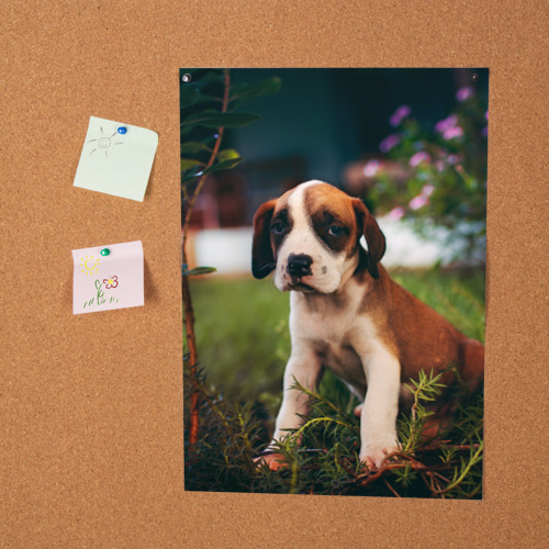 Постер Милый щенок на траве - фото 2