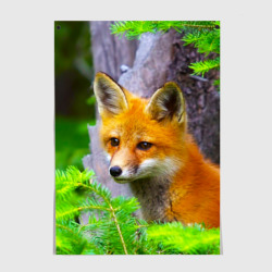 Постер Молодая рыжая лиса