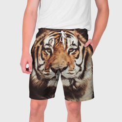 Мужские шорты 3D Прекрасный тигр