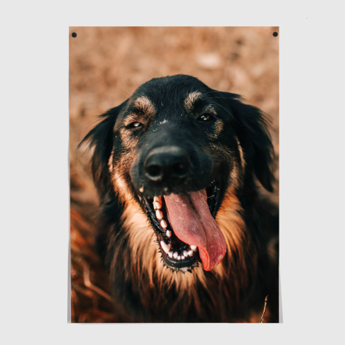 Постер Красивый пёс крупным планом
