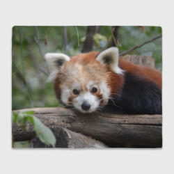 Плед 3D Красная панда