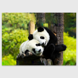 Поздравительная открытка Влюблённые панды