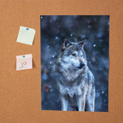 Постер Лесной волк - фото 2