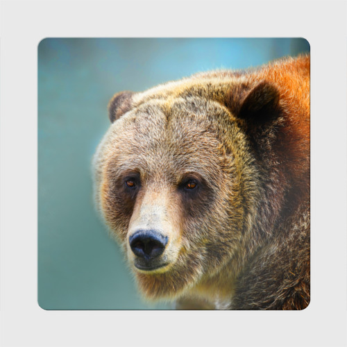 Магнит виниловый Квадрат с принтом Русский бурый медведь, вид спереди №1