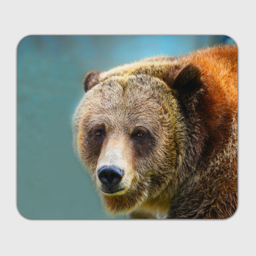 Прямоугольный коврик для мышки с принтом Русский бурый медведь, вид спереди №1