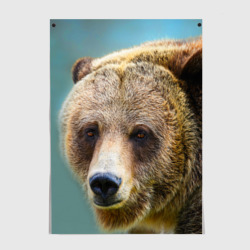 Постер Русский бурый медведь