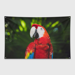 Флаг-баннер Красный попугай Ара