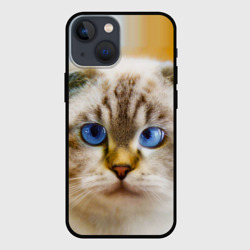 Чехол для iPhone 13 mini Кошка породы шотландская вислоухая косоглазая