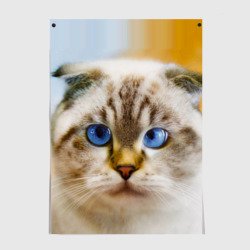 Постер Кошка породы шотландская вислоухая косоглазая