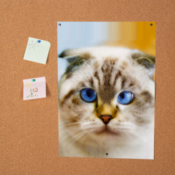 Постер Кошка породы шотландская вислоухая косоглазая - фото 2