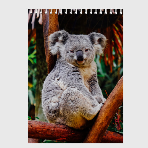 Скетчбук Очень уставшая коала, цвет белый