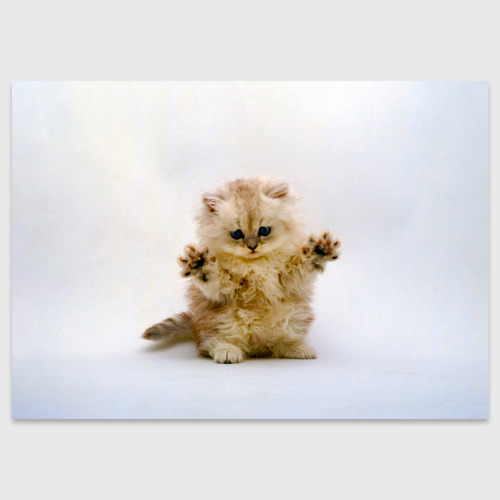 Поздравительная открытка Котёнок породы манчкин, цвет белый