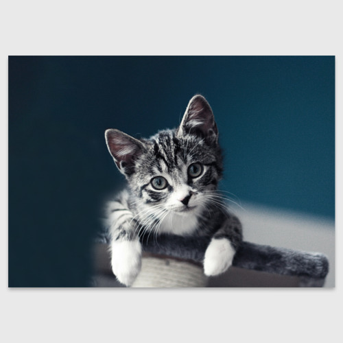 Поздравительная открытка Милый любопытный котёнок, цвет белый
