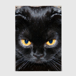 Постер Темнейший кот