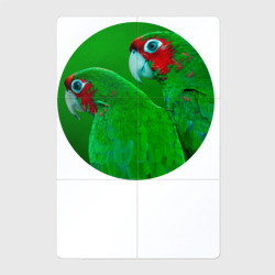 Магнитный плакат 2Х3 Два зелёных попугая
