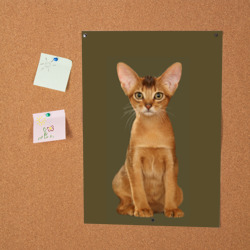 Постер Абиссинская кошка рыжая - фото 2