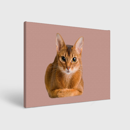 Холст прямоугольный Абиссинская кошка рыжая, цвет 3D печать