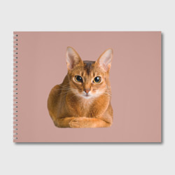 Альбом для рисования Абиссинская кошка рыжая