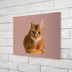 Холст прямоугольный Абиссинская кошка рыжая - фото 2