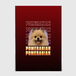 Постер Pomeranian