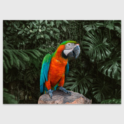 Поздравительная открытка Попугай Макао