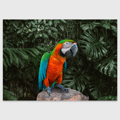 Поздравительная открытка с принтом Попугай Макао, вид спереди №1