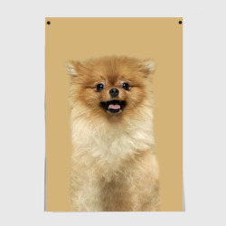 Постер Померанский шпиц собака