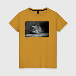 Женская футболка хлопок Британская короткошёрстная кошка