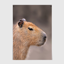Постер Capybara profile
