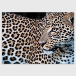 Поздравительная открытка Длинный леопард