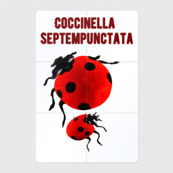 Магнитный плакат 2Х3 Coccinella septempunctata Божья коровка