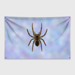 Флаг-баннер Птицеед паук