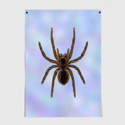 Постер Птицеед паук