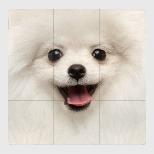 Магнитный плакат 3Х3 Белая собачка - Померанский Шпиц