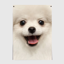 Постер Белая собачка - Померанский Шпиц