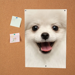 Постер Белая собачка - Померанский Шпиц - фото 2