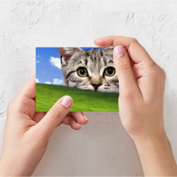 Поздравительная открытка Кот и безмятежность в Windows XP - фото 2